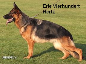Erle Vierhundert Hertz