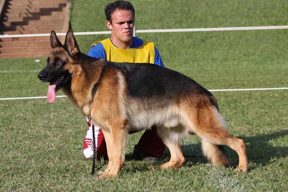 Falk - nosso Campeão