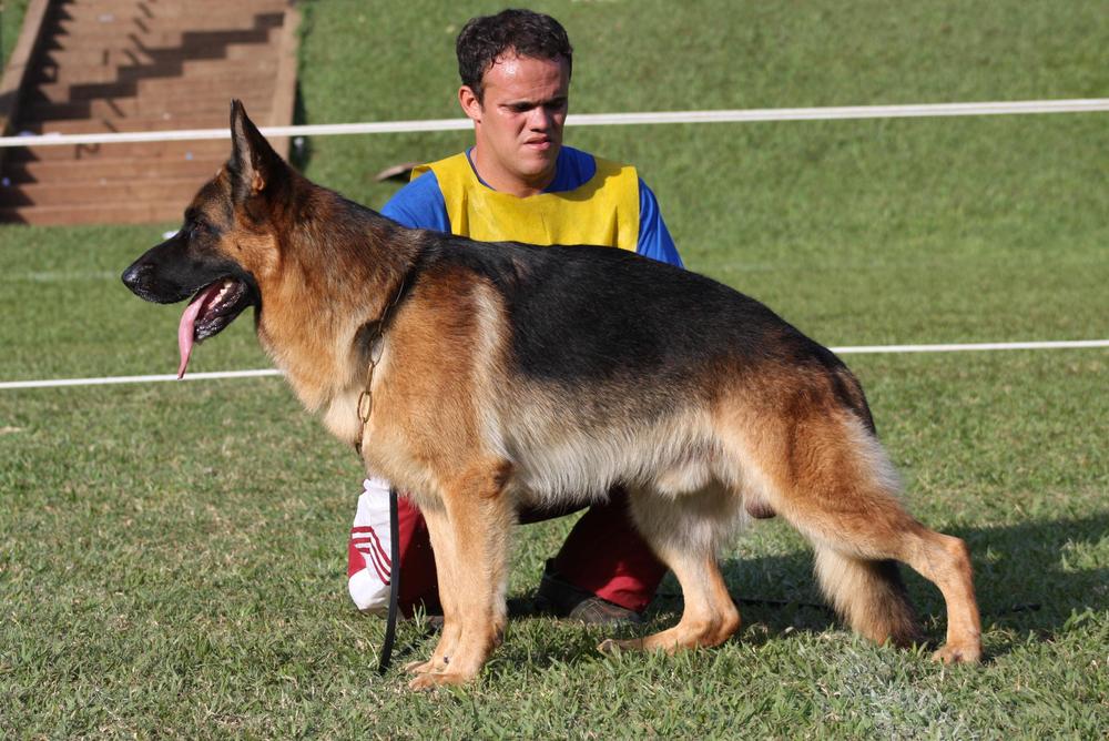 Falk - nosso Campeão